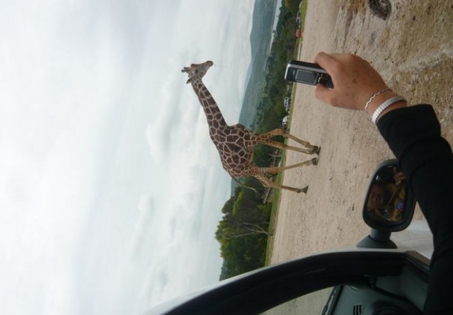 Una girafa frente al auto.JPG